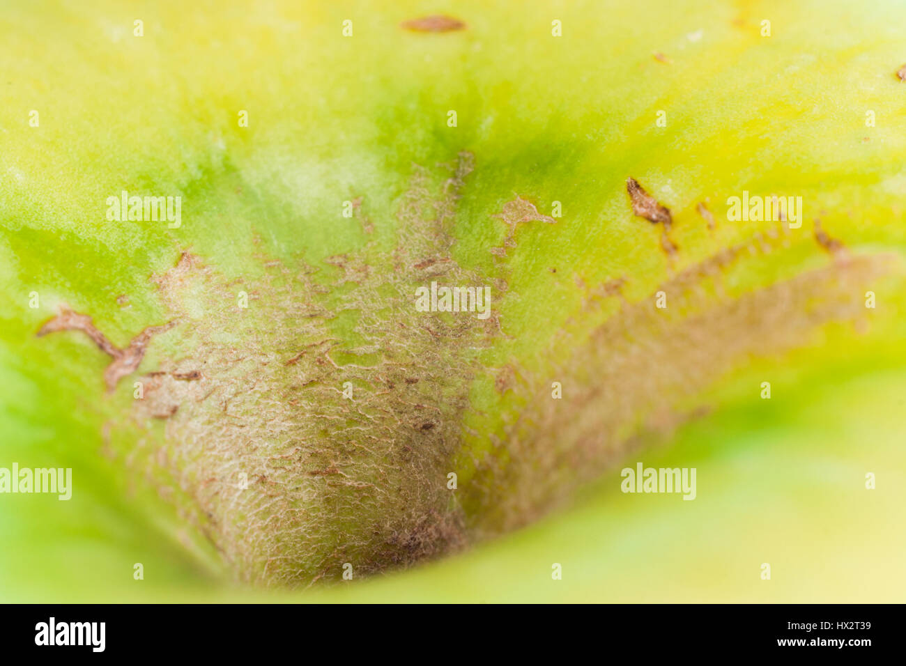 Abstract yellow-green picture. Macro shot part of apple -deepening of peduncle. Selective focus. Stock Photo