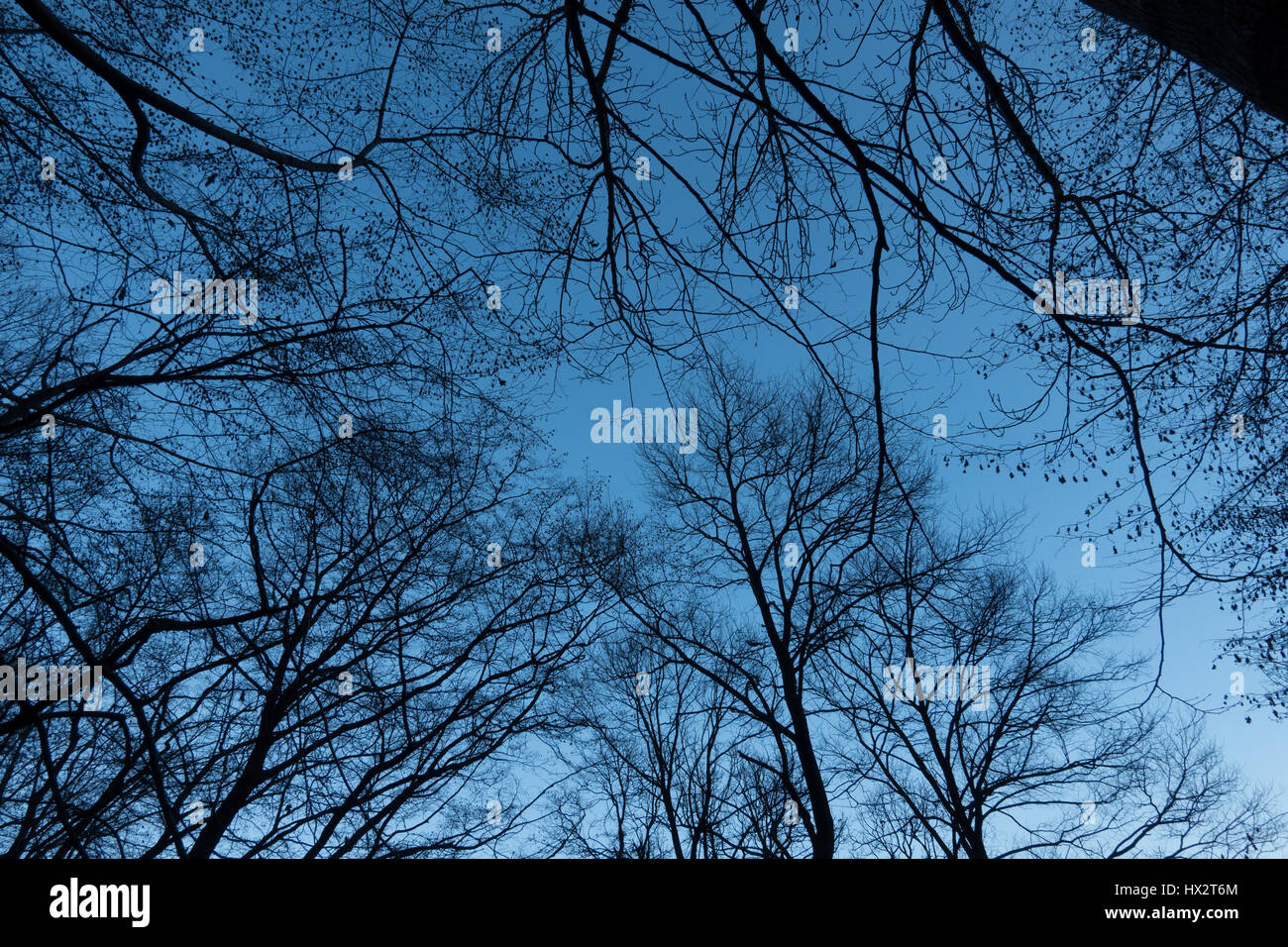 Tree branches silhouettes on blue sky Stock Photo - Alamy