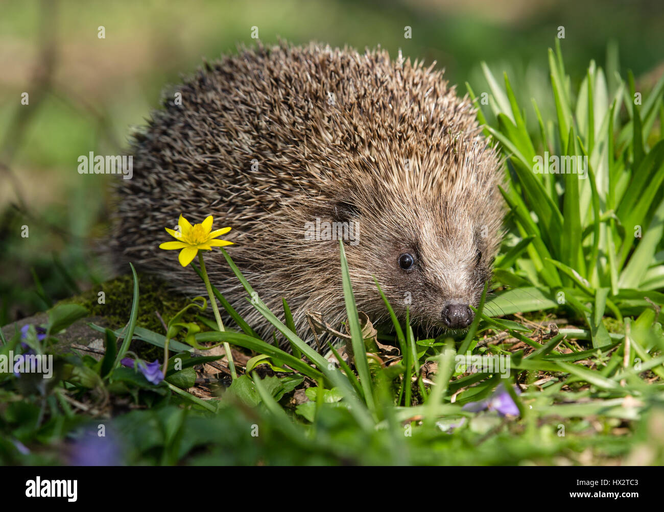 Close up of a wild, native hedgehog emerging from hibernation in Springtime. Natural woodland habitat with violets and Celandine.    Copy space Stock Photo