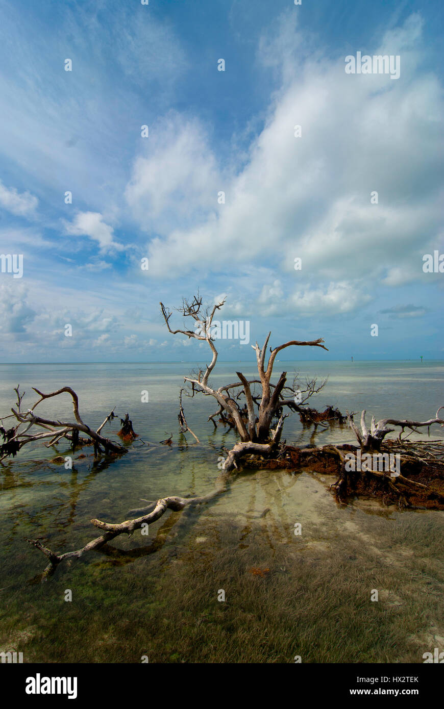 deadwood tree in ocean Stock Photo - Alamy