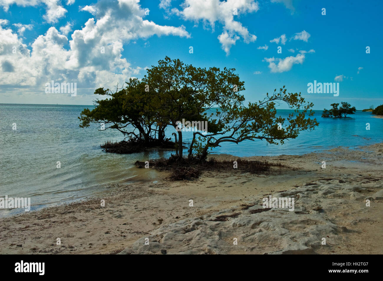 trees growing in the ocean Stock Photo Alamy
