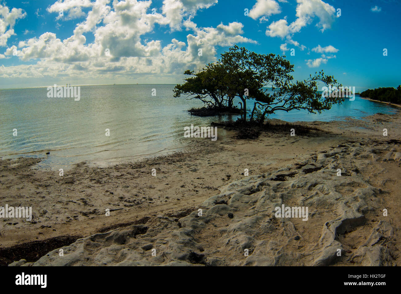 trees growing in the ocean florida keys Stock Photo Alamy