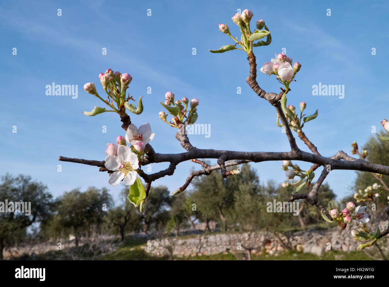 Pear blossom plant. Stock Photo