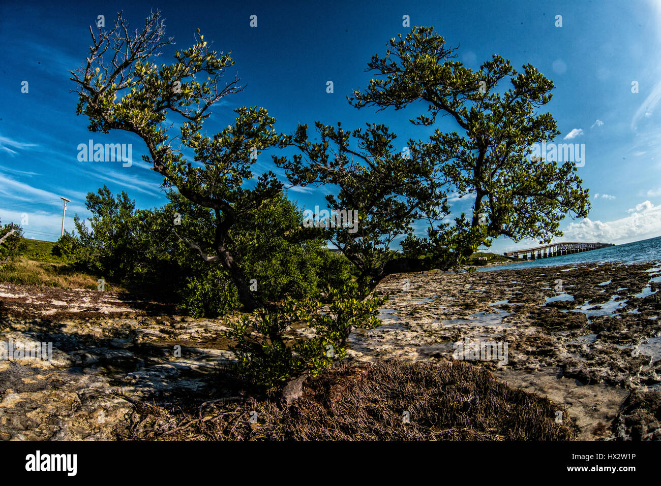 trees growing in the ocean Stock Photo Alamy