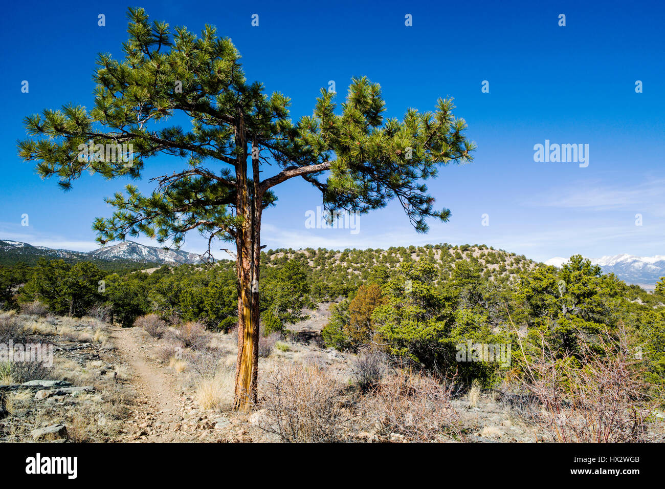 Pinus ponderosa, ponderosa pine, bull pine, blackjack pine, western