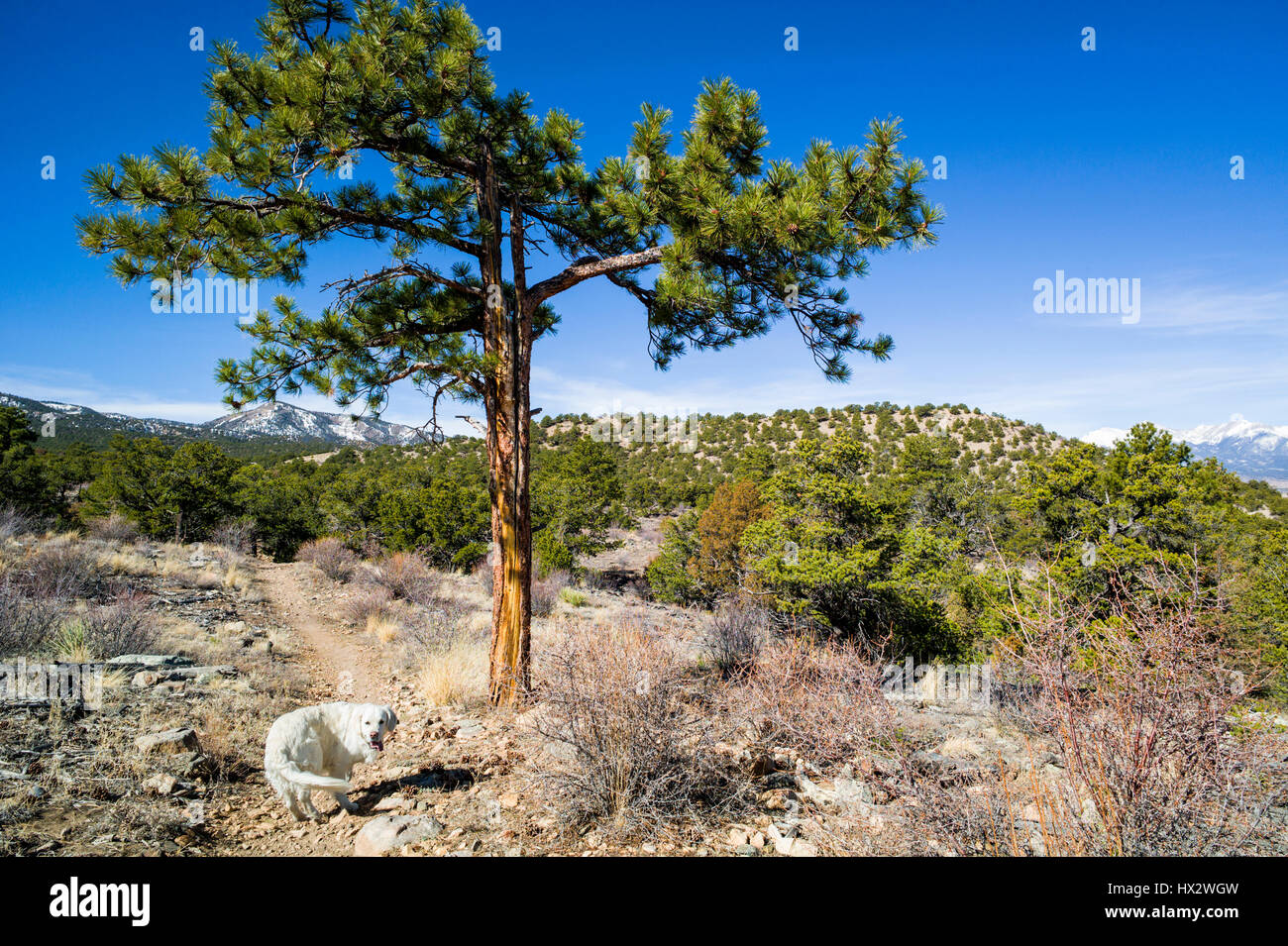 Platinum colored Golden Retriever dog, Pinus ponderosa, ponderosa pine, bull pine, blackjack pine, western yellow pine, with Rocky Mountains beyond, L Stock Photo