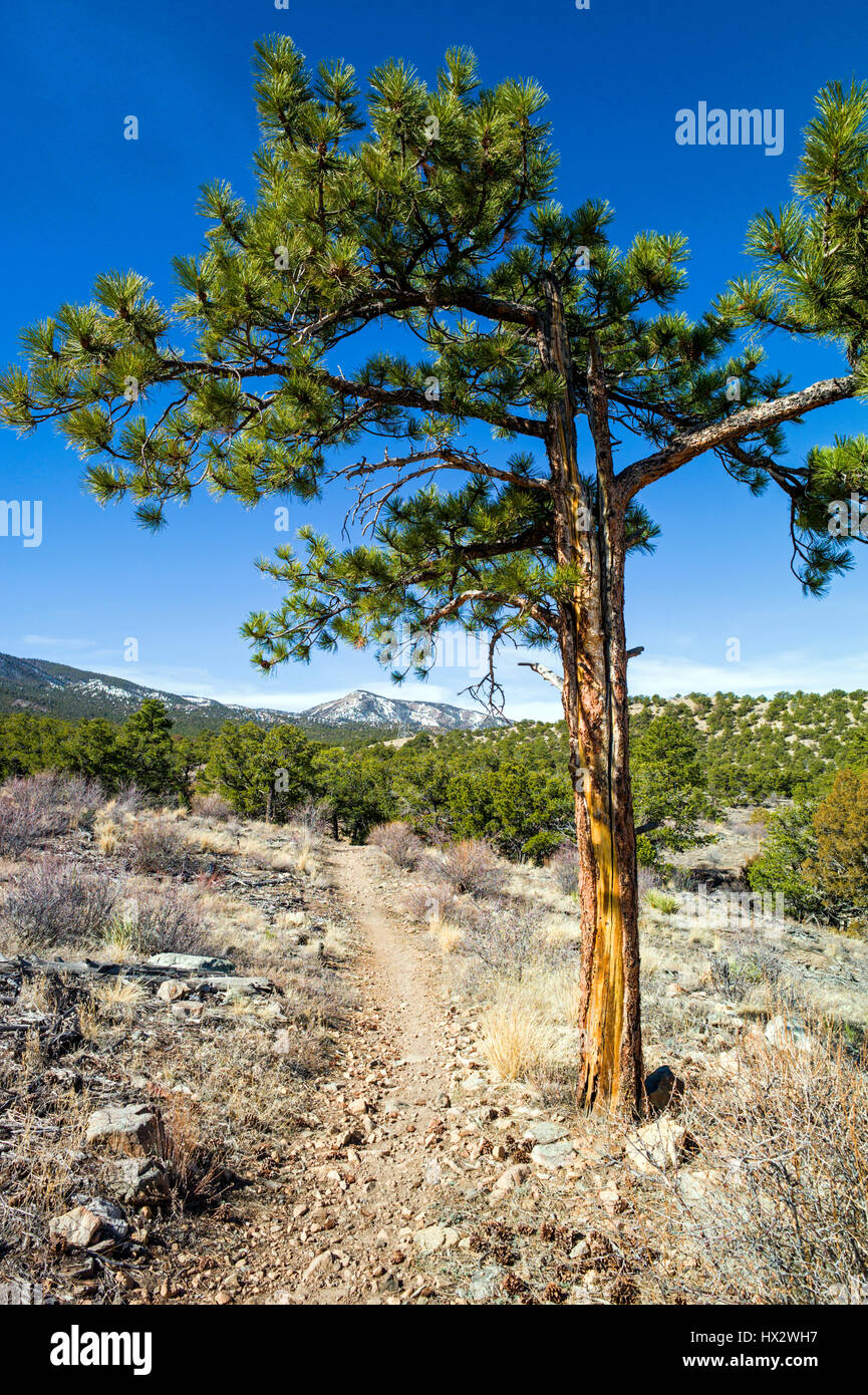 Pinus ponderosa, ponderosa pine, bull pine, blackjack pine, western yellow pine, with Rocky Mountains beyond, Little Rainbow Trail, Central Colorado,  Stock Photo