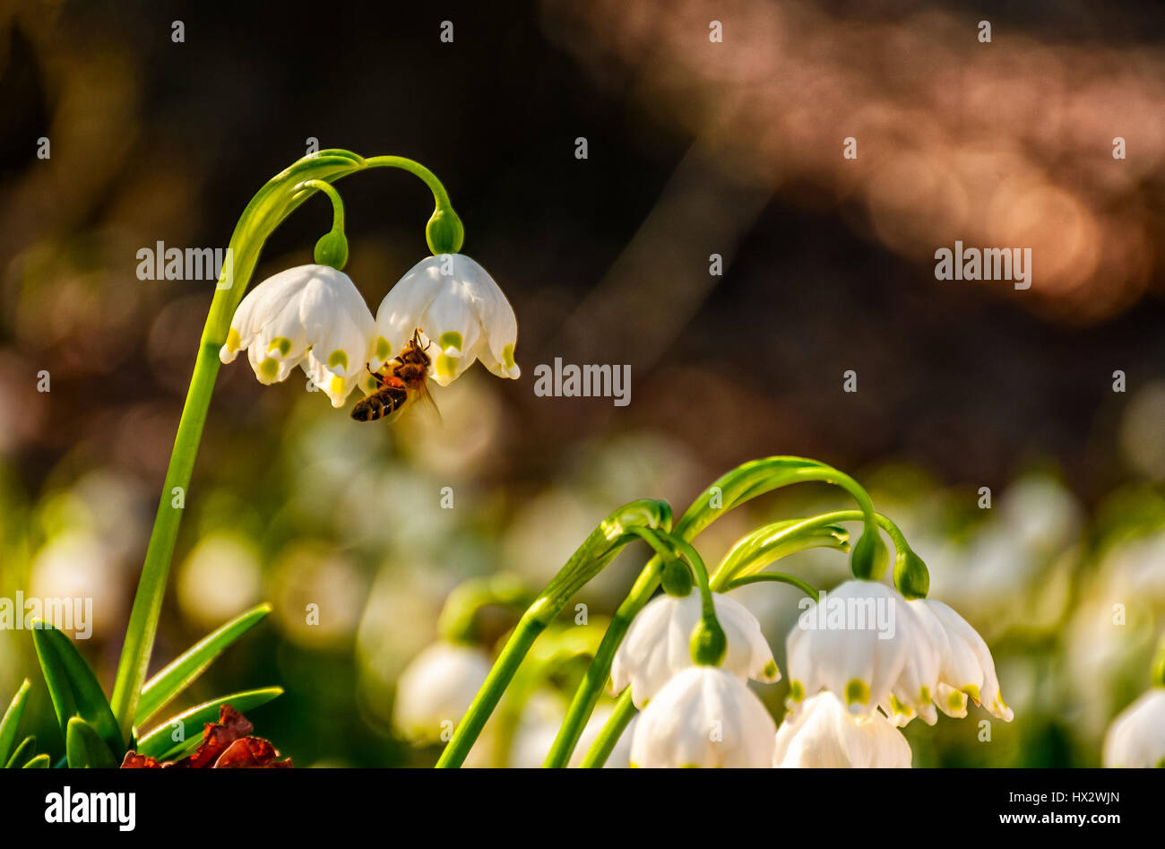 first flowers in springtime. spring snowflake also called Leucojum on a blurred background of forest meadow in mountains. snowbell closeup. Stock Photo