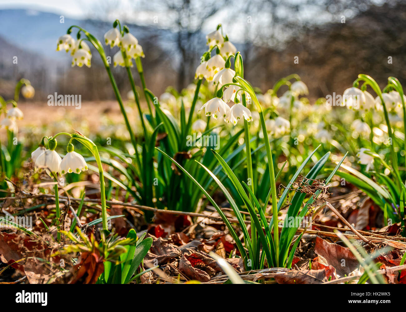 One Snowflake In Spring first flowers in springtime. spring snowflake also called Leucojum on a ...