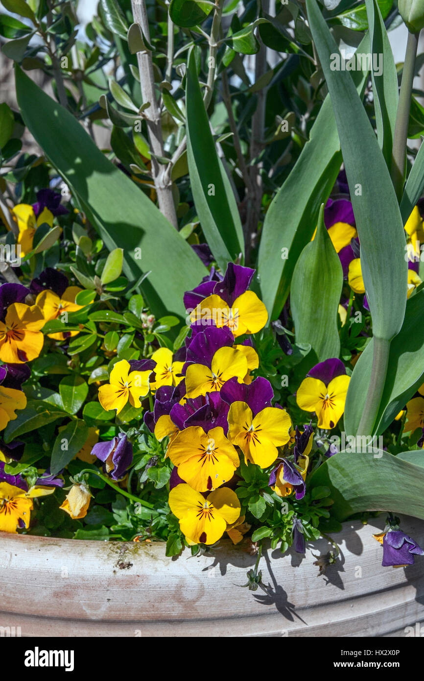 Spring container with Winter Pansies (Viola) Stock Photo