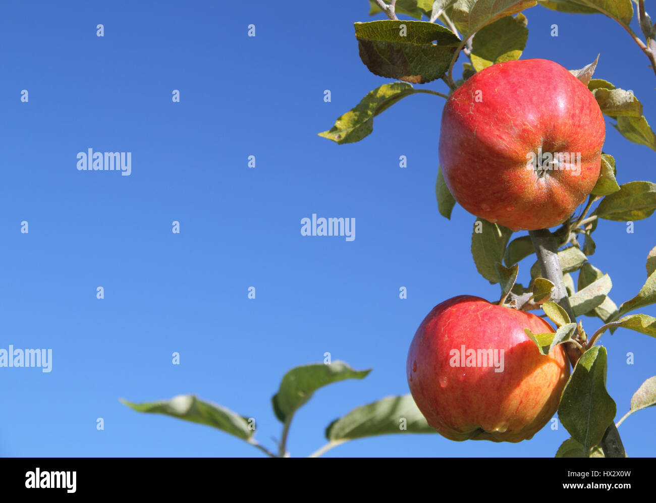 Dew drenched ripe heritage variety apples hang from a tree bough in an English orchard on a sunny October day, UK Stock Photo