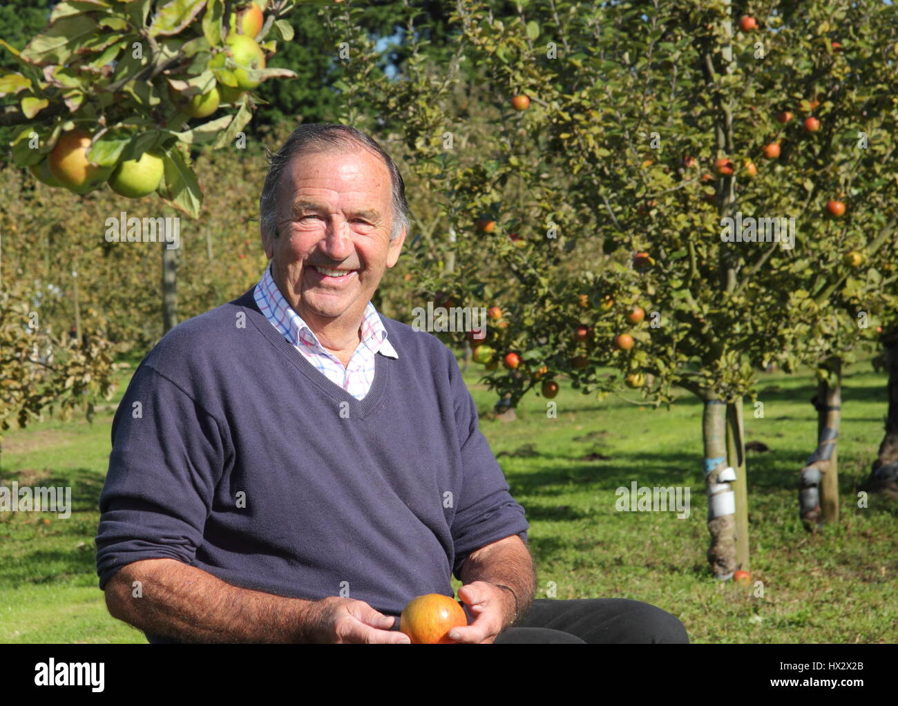 Apple expert, John Hempsall, in his heritage apple orchard at East Markham, during this Nottinghamshire village's annual Apple Day event in autumn Stock Photo