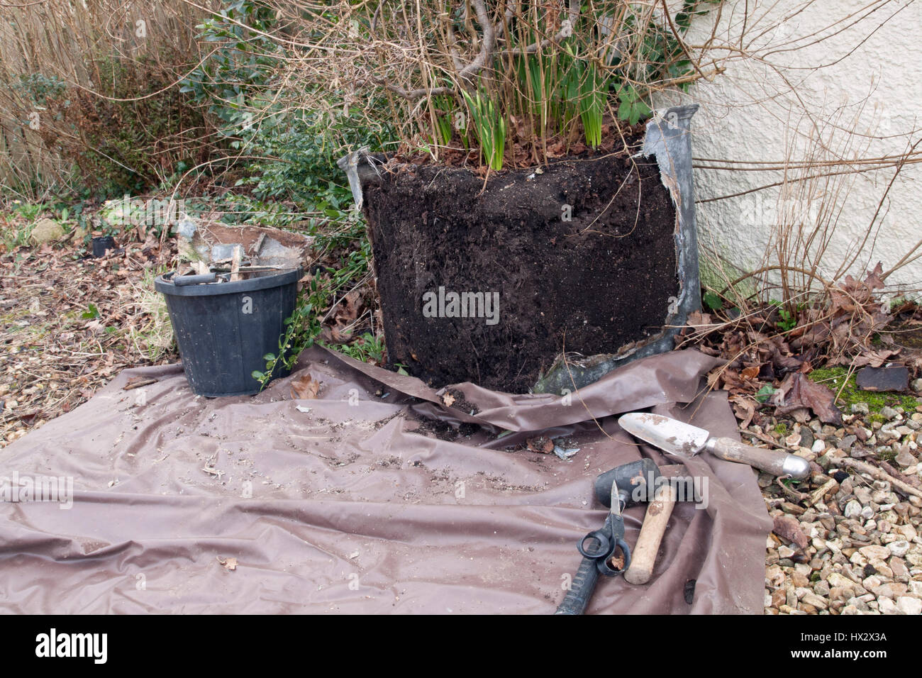Dismantling a large shrub (Corylus avellana 'Contorta') from a container which it has out-grown sequence. Step # Break away container to reveal root s Stock Photo
