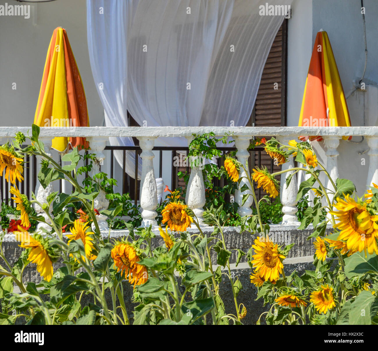 drooping wilting sunflower field of sunflowers past their best and closed parasol parasols on a balcony with end of the holiday season closed shutters Stock Photo