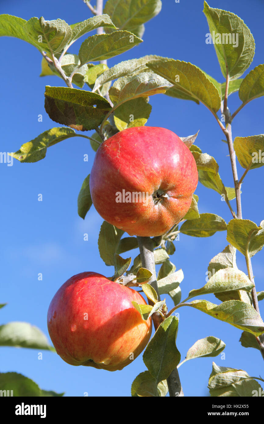 Dew drenched ripe heritage variety apples hang from a tree bough in an English orchard on a sunny October day, UK Stock Photo