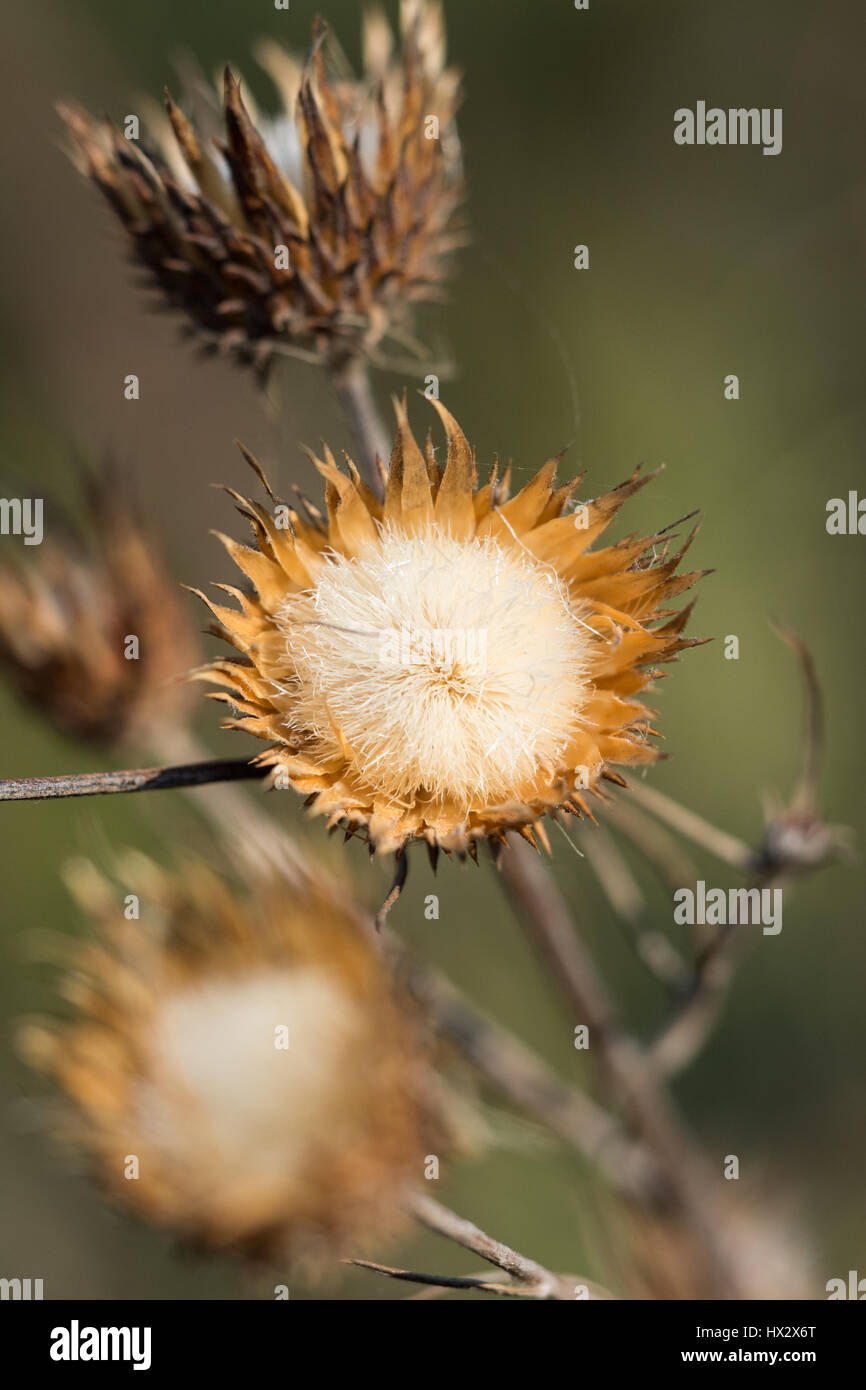 close up close-up of a Mediterranean star shaped yellow Carlina flower with white centre center with bokeh background, Turkey Stock Photo