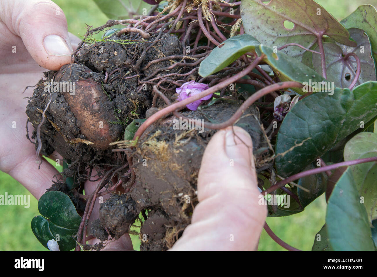 Separating a congested clump of Cyclamen coum Stock Photo