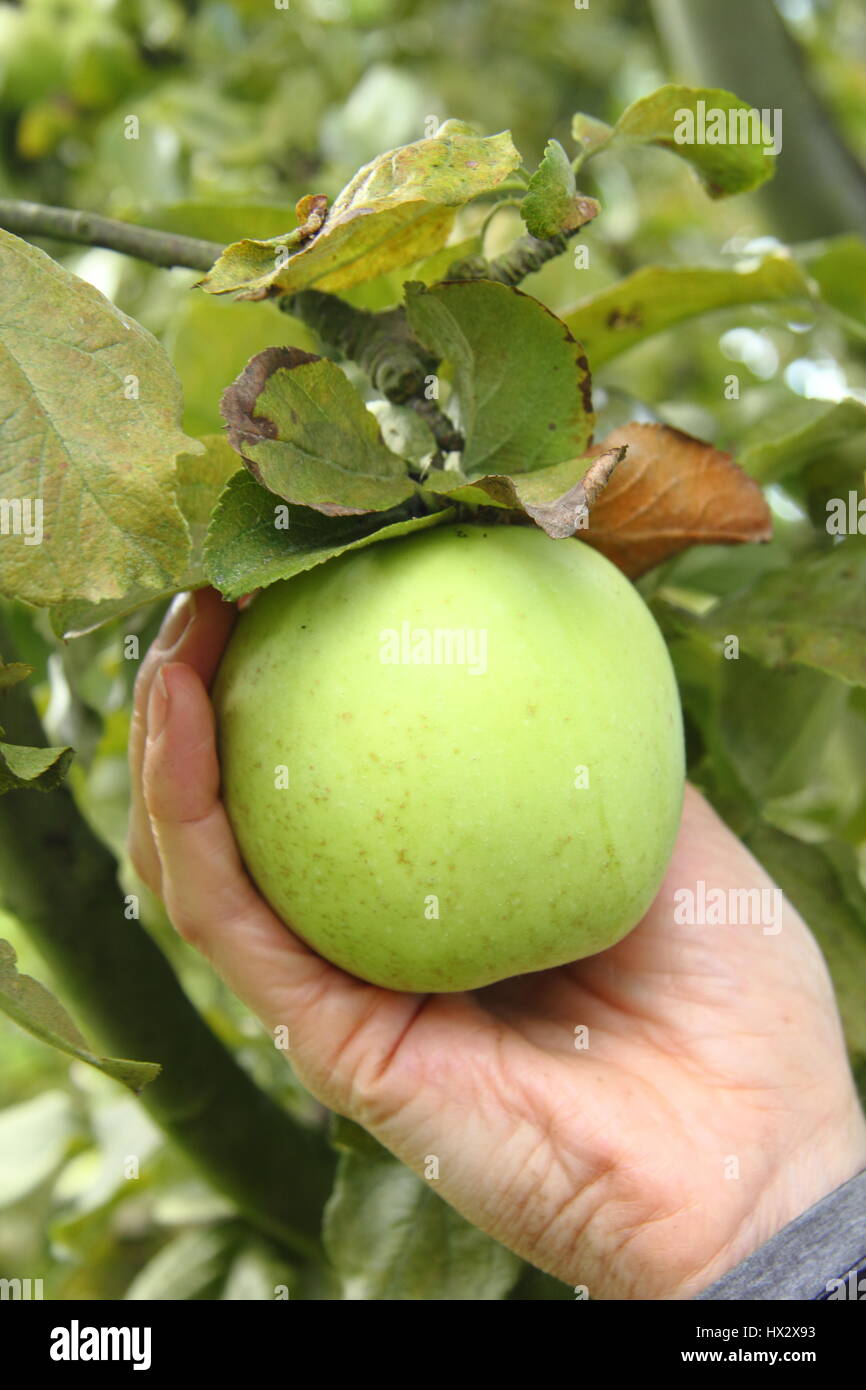 Picking a ripe apple by gently lifting and twisting the fruit in a cupped hand, UK Stock Photo