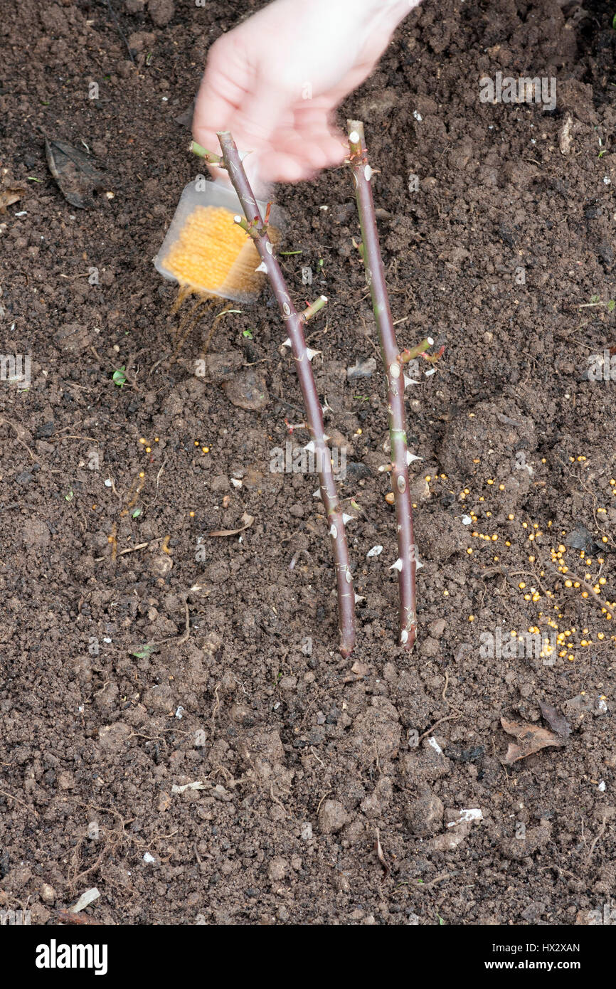 Planting a pot grown Rambling Rosa 'Kiftsgate' (Rose) sequence. Step # 4 add fertilizer Stock Photo