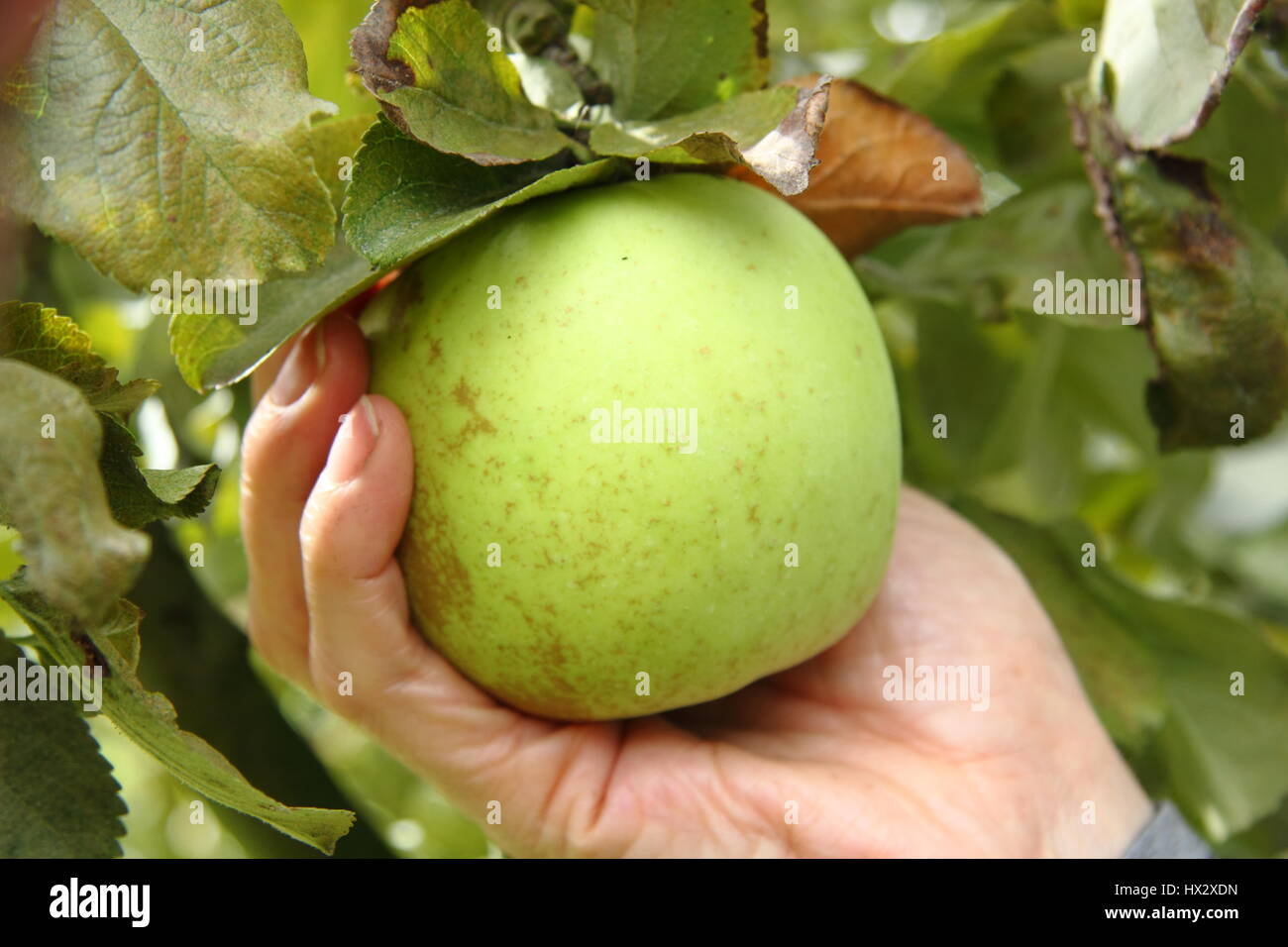 Picking a ripe apple by gently lifting and twisting the fruit in a cupped hand, UK Stock Photo