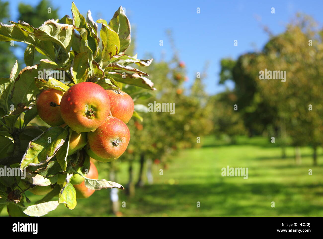 Ripe heritage variety apples trees hang from a tree bough in an English