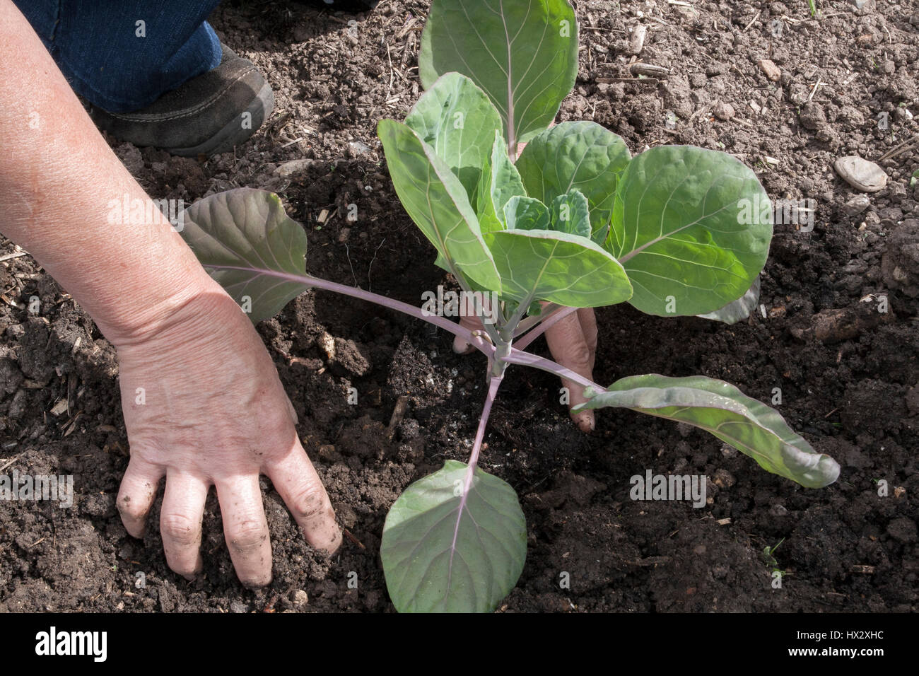 Planting out Brussels Sprouts Stock Photo