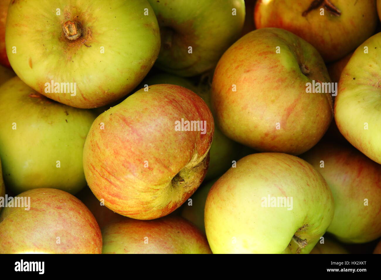 Freshly harvested heritage apples, variety Cox's Pomona in an English orchard in autumn Stock Photo