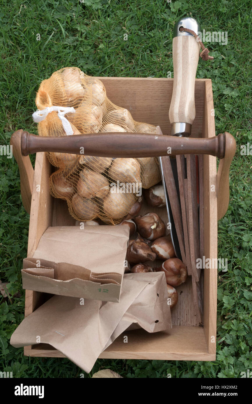 A posh trug filled with sundries and tulips ready for planting Stock Photo