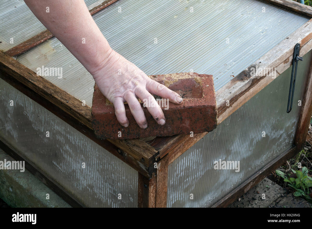 Step by step - Protecting an alpine sink from winter weather Step # 3 Weigh cold frame down using house bricks Stock Photo