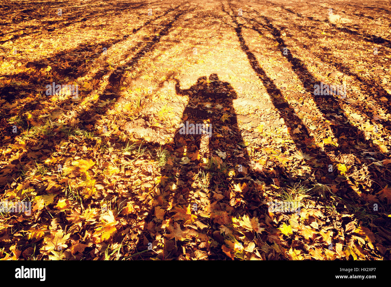 bright landscape with long tree and human shadows on the ground covered by yellow foliage Stock Photo