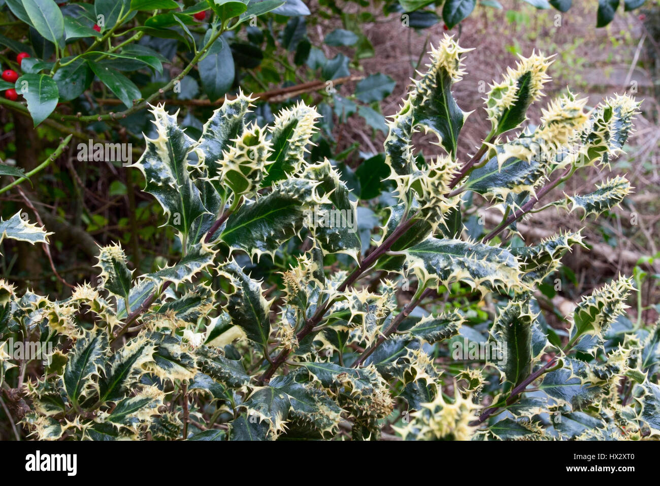 Ilex aquifolium 'Ferox Argentea' Stock Photo
