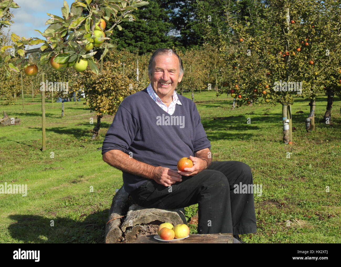 Apple expert, John Hempsall, in his heritage apple orchard at East Markham, during this Nottinghamshire village's annual Apple Day event in autumn Stock Photo
