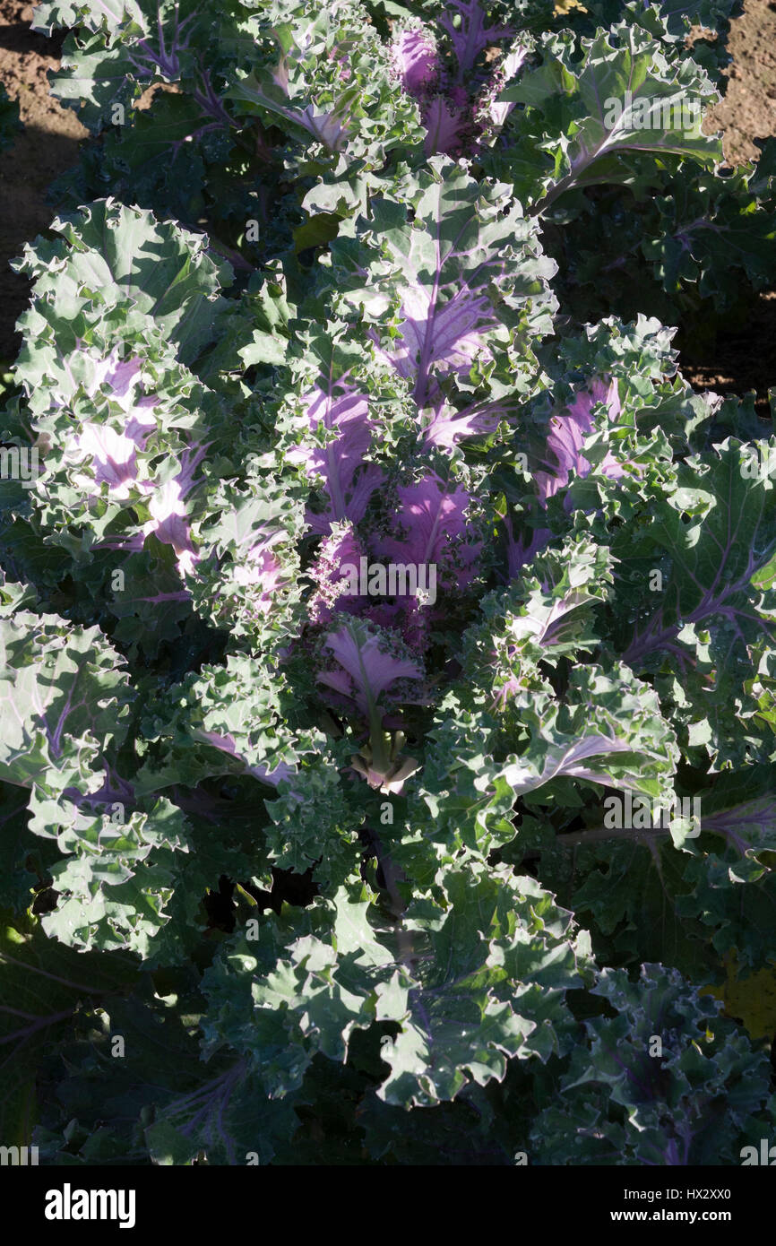 Ornamental variegated  Kale Stock Photo