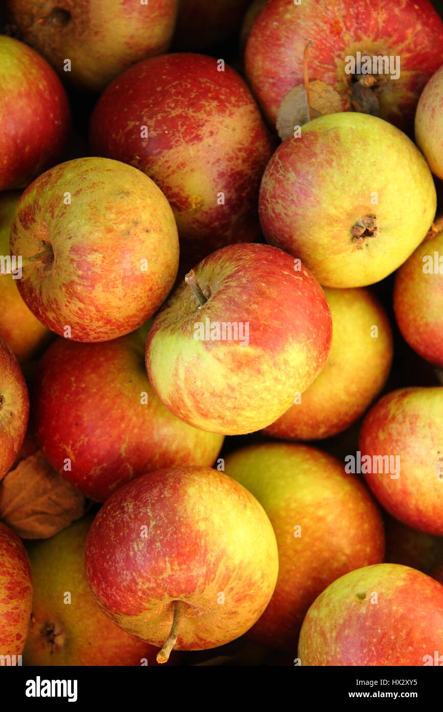 Freshly harvested 'Ingrid Marie''; apples; a cox-style heritage cultivar in an English orchard, autumn Stock Photo