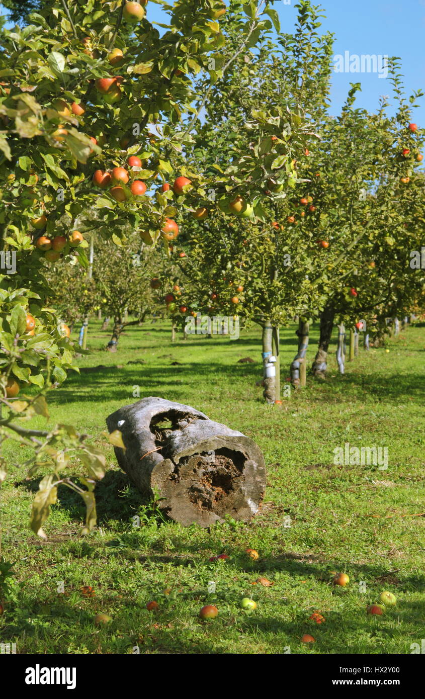 Heritage variety apples trees in an English village orchard on a sunny