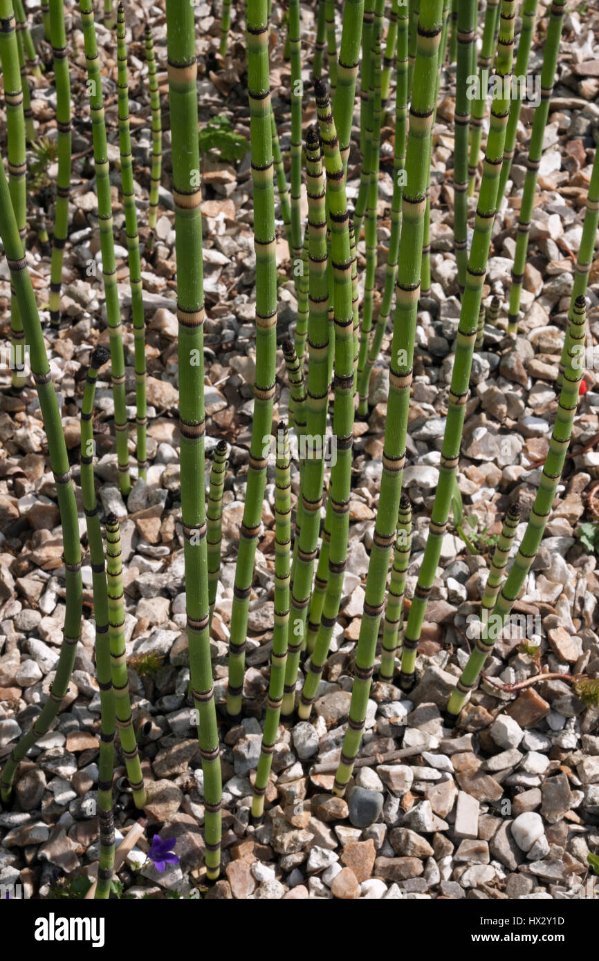Equisetum hymale for all year round colour growing in a shingle bed Stock Photo
