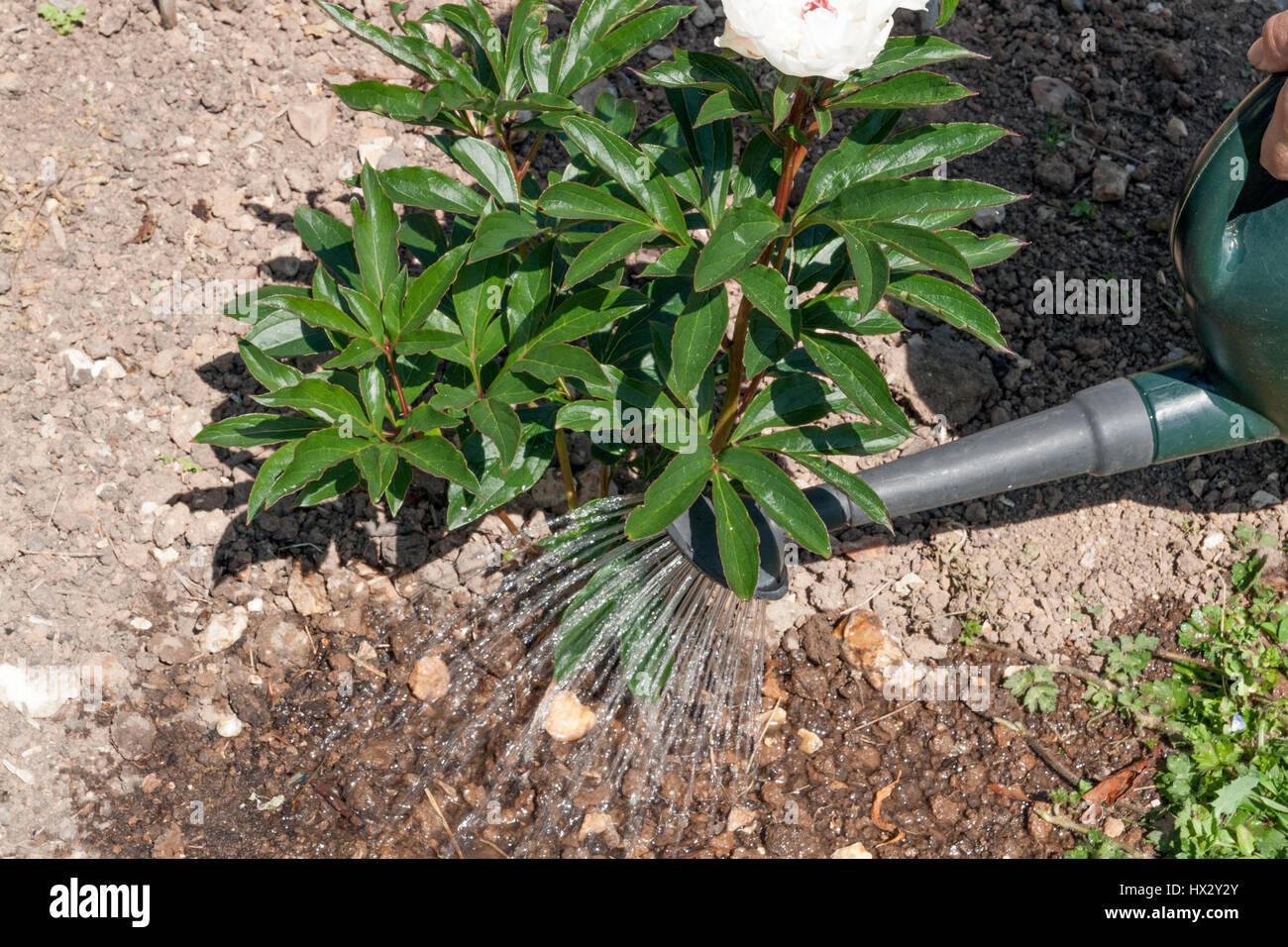 Watering a newly transplanted Paeonia  'Duchesse de Nemours' (Peony) Stock Photo