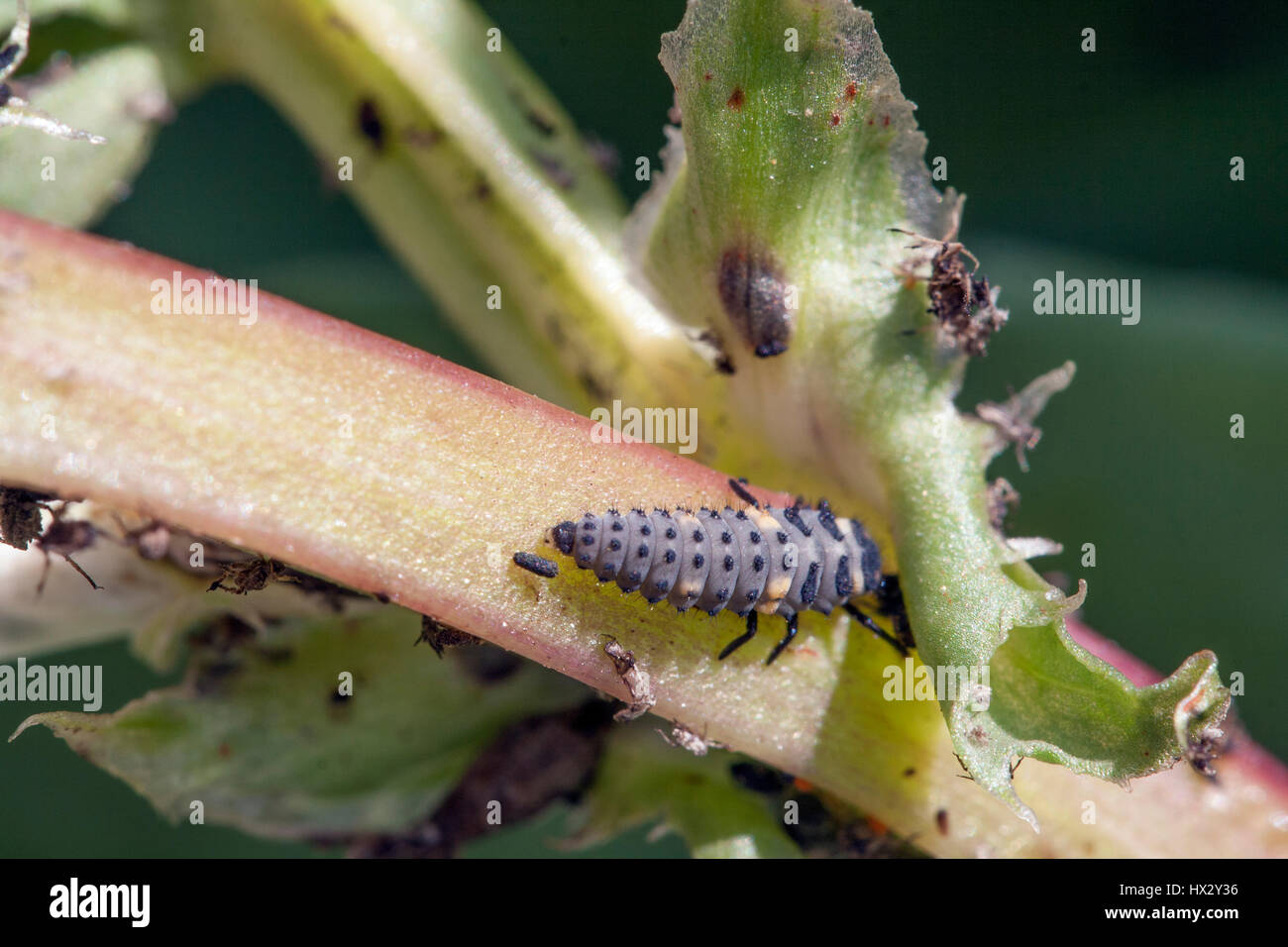 Ladybird larvae on broad beans Stock Photo