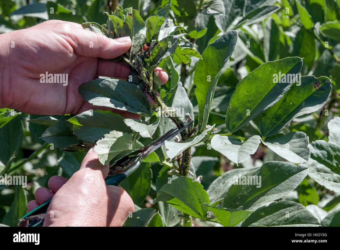 Snipping out the tips of Broad Beans which are infested with blackfly Stock Photo