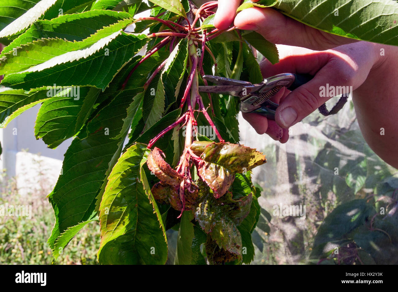 Snipping out the curled tips of edible cherry trees infested with blackfly Stock Photo