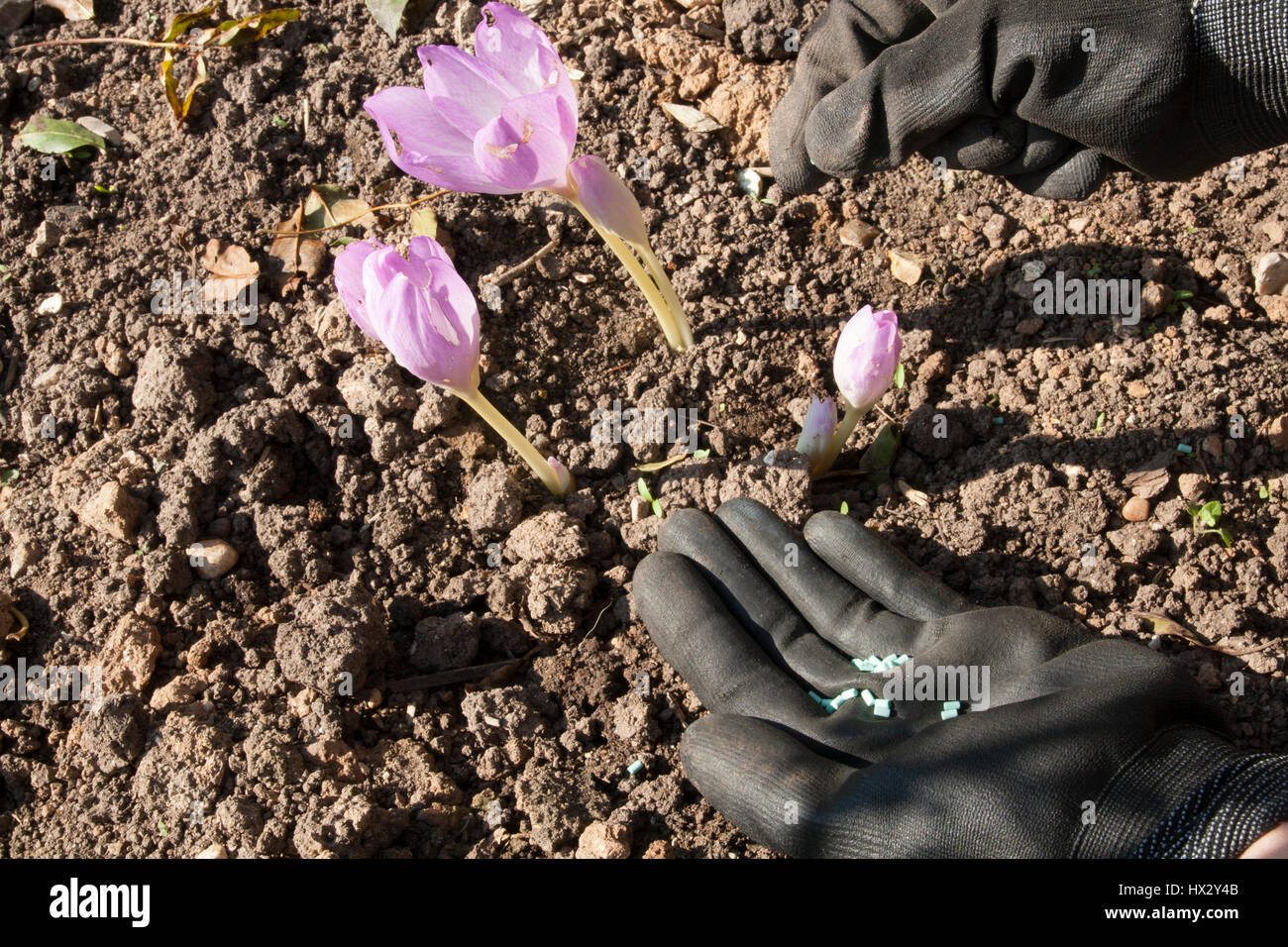Sprinkling slug pellets under the flowers of Colchicum 'The Giant' Stock Photo