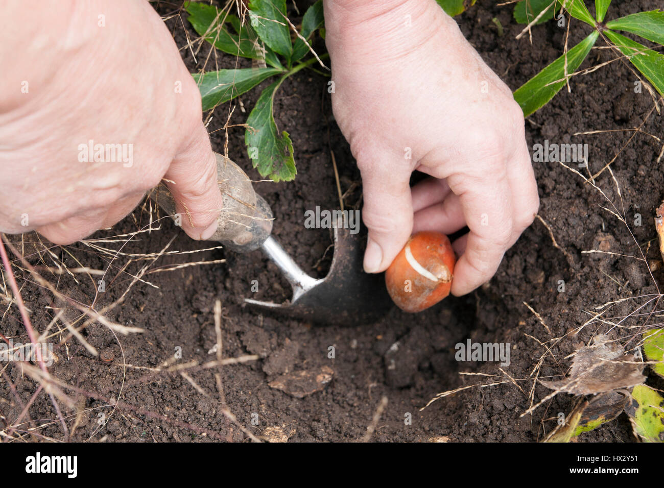 Planting tulips Stock Photo