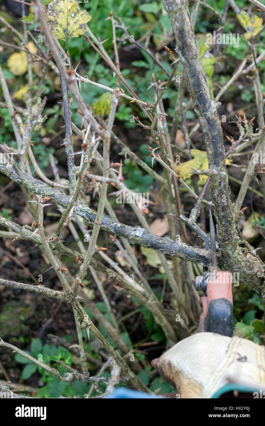 Pruning gooseberries - Cut old, thick stems down to base or a healthy sideshoot Stock Photo