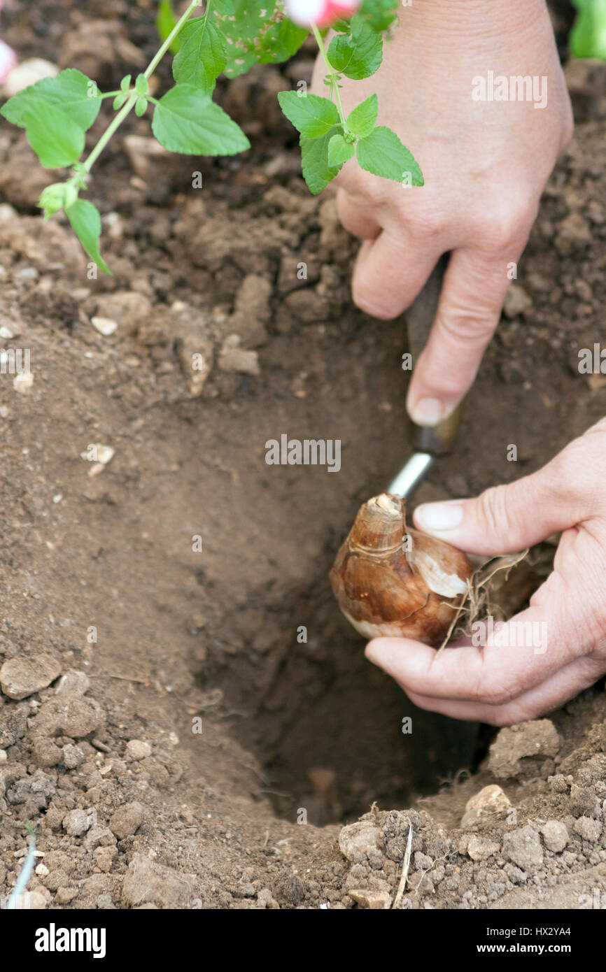 Planting Narcissus (Daffodil) Stock Photo