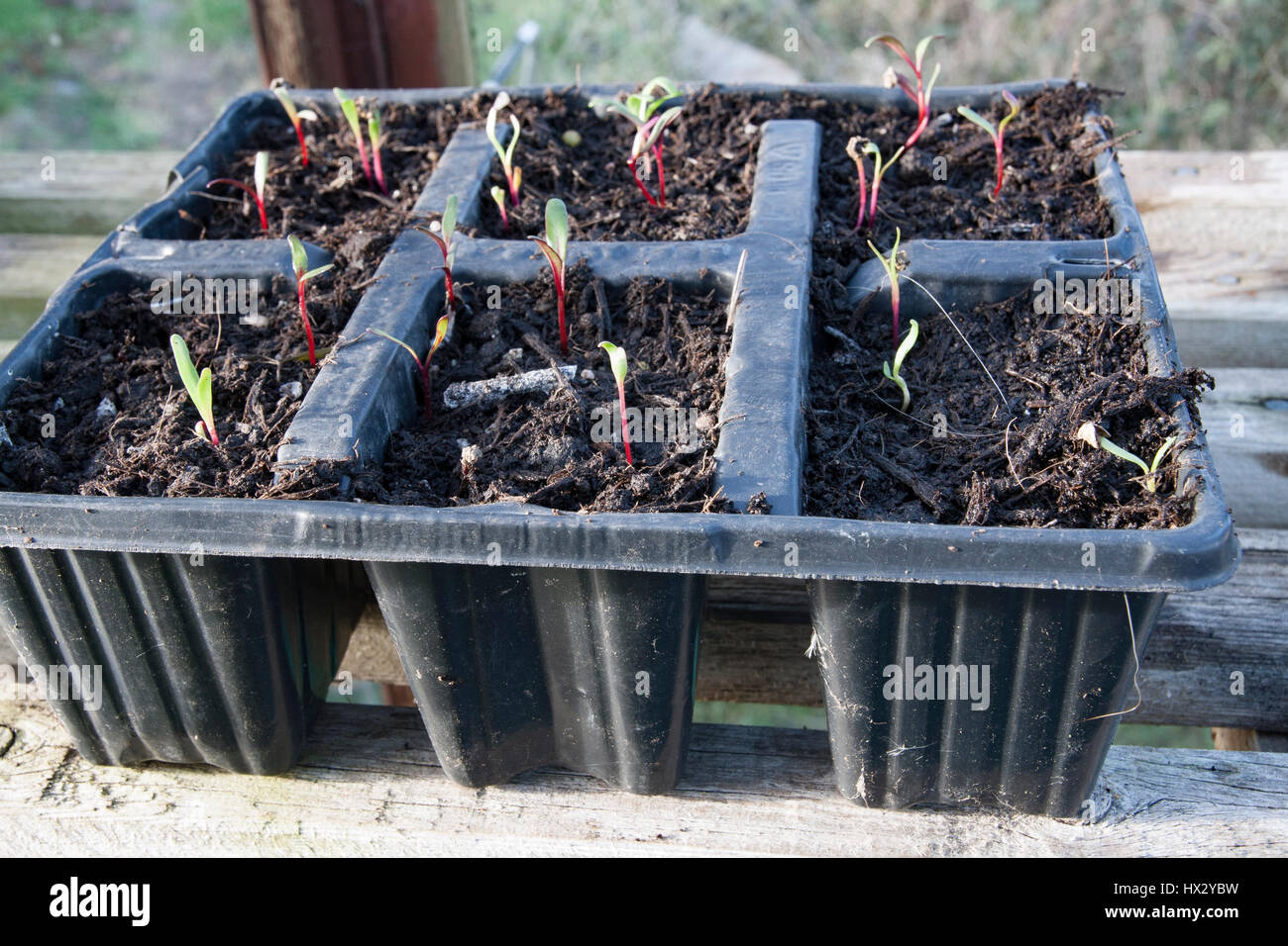 Beetroot seedlings Stock Photo
