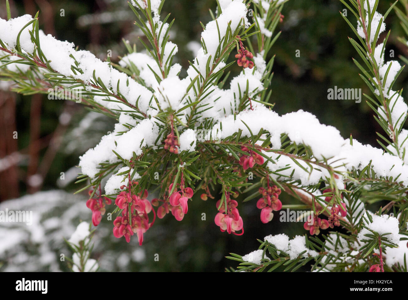 Grevillea rosmarinifolia 'Jenkinsii' covered in snow Stock Photo