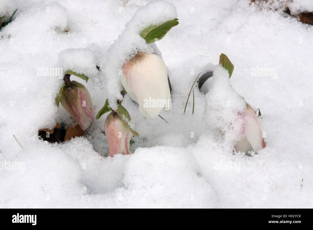 Helleborus niger buds covered in snow Stock Photo