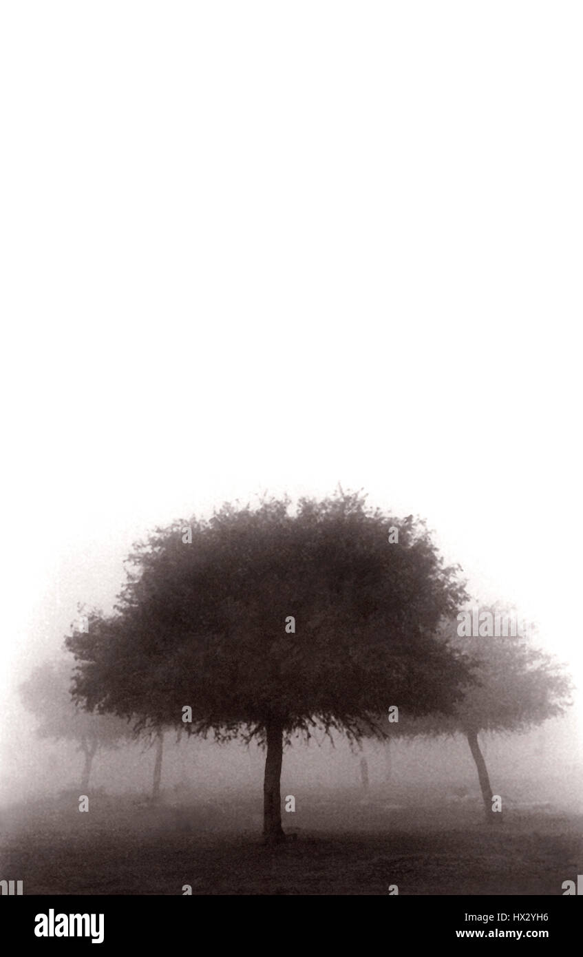 Trees in Morning Fog, Gadi Sagar Tank, Jaisalmer, Western Rajasthan ...