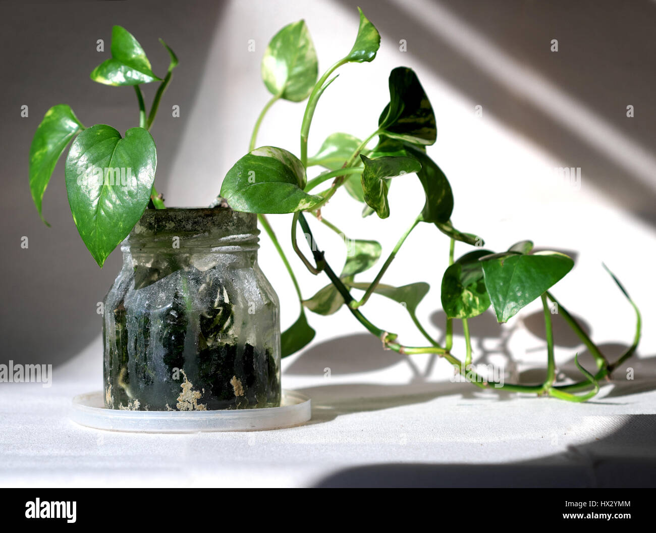 philodendron plant in glass; hydroponic Stock Photo