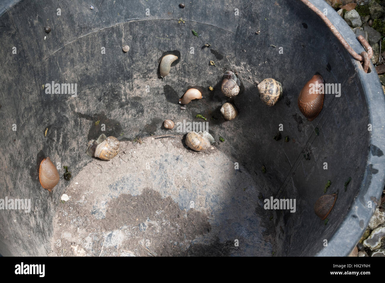 Slugs and snails in an upturned bucket Stock Photo
